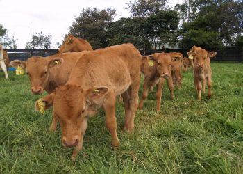 producción in vitro de embriones