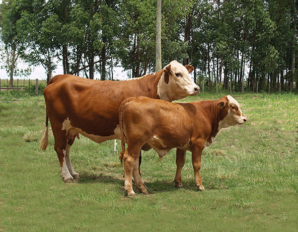 Producción in vitro