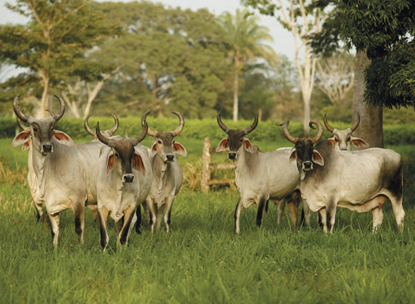 Tratamientos de superovulación y transferencia de embriones