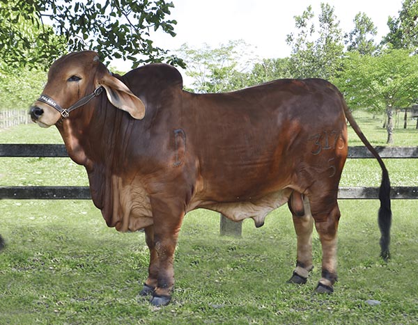 Ganadería Patio Bonito LDC