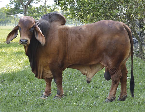 Ganadería Patio Bonito LDC