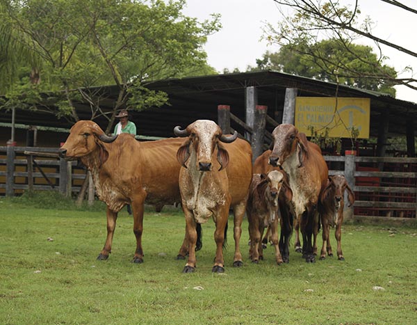 Ganadería Patio Bonito LDC