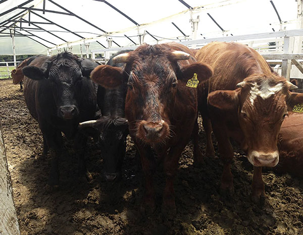 La raza Wagyu