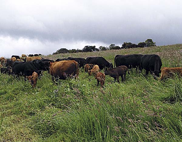 La raza Wagyu