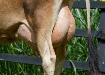 Semen sexado: aumenta hasta 90% la posibilidad de tener una hembra