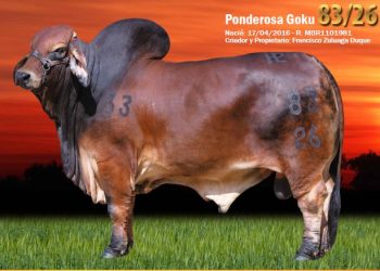Ganadería La Ponderosa: criador de Brahman Rojo