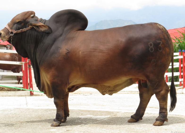 Ganadería La Ponderosa: criador de Brahman Rojo