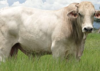 Semen sexado: cómo se hace