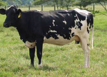 Semen sexado: impacto en leche