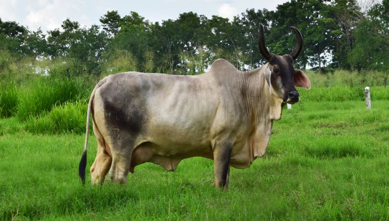 Vaca Guzera