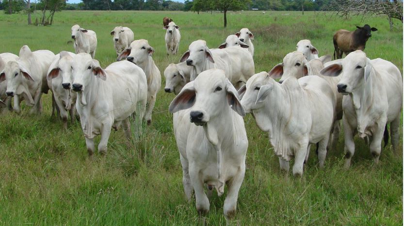 ¡Carne, carne y más carne colombiana!