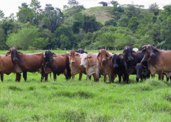 ganaderia sostenible