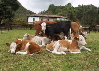 salud integral del hato