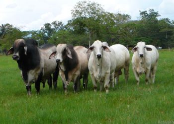 Inseminación  artificial: puntos a tener en cuenta en nuestras ganaderías