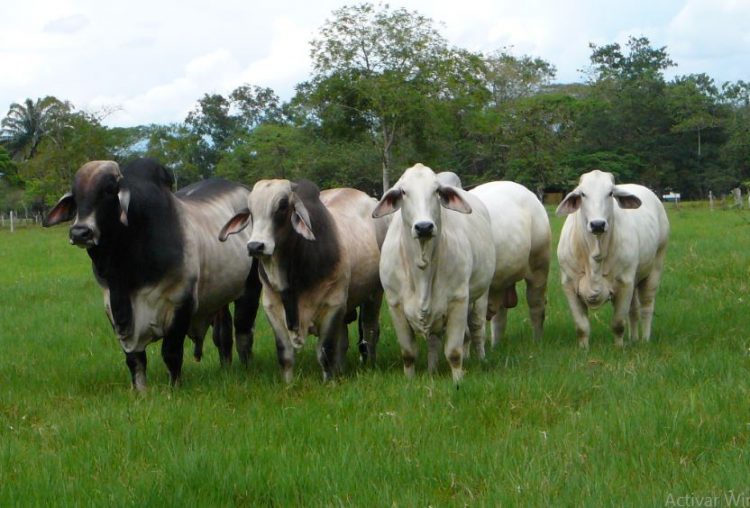 Inseminación  artificial: puntos a tener en cuenta en nuestras ganaderías