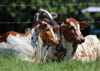 Leptospirosis bovina