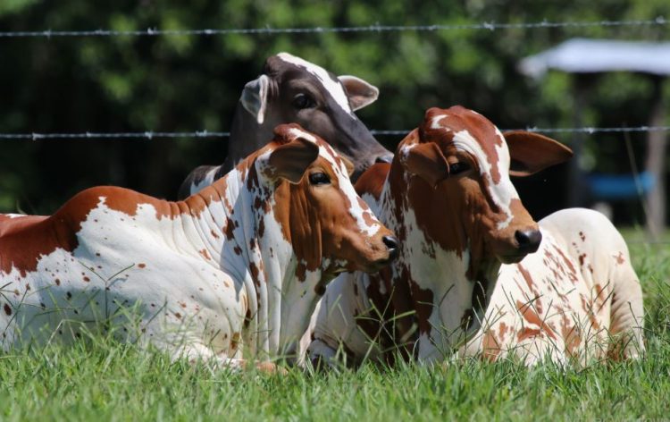 Leptospirosis bovina