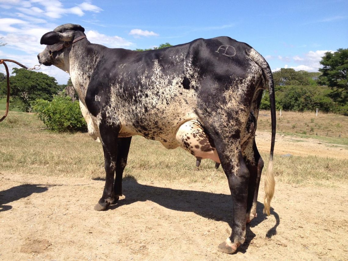 El Empedrado Gyrolando