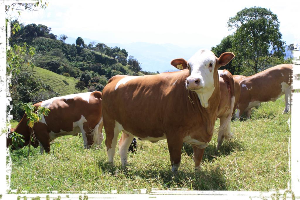 Hacienda La Chapolera