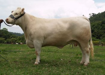 Raza Charolaise, Hacienda La Primavera