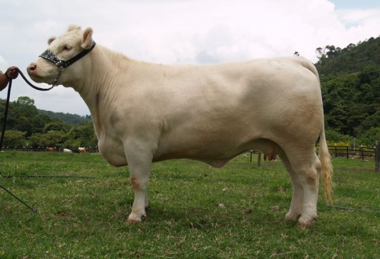Raza Charolaise, Hacienda La Primavera