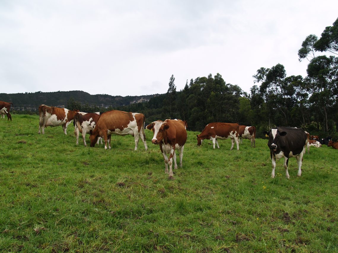 Cómo duplicar la producción de leche con las mismas vacas