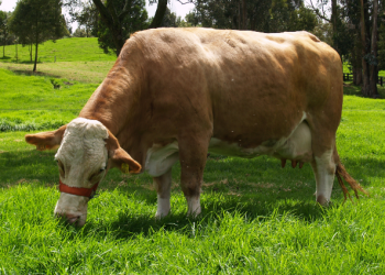 Cómo se hace la aspiración folicular