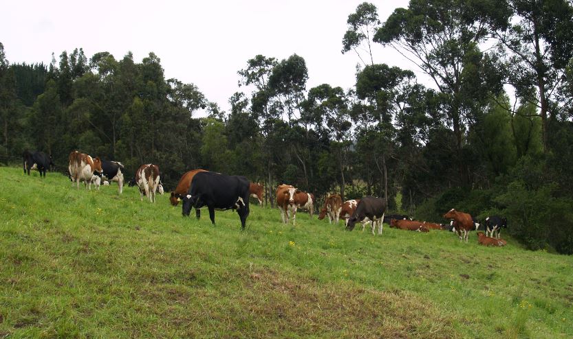 Cómo duplicar la producción de leche con las mismas vacas
