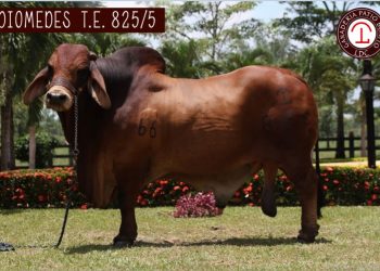 Diomedes 825/5: toro Brahman Rojo que deja un gran legado