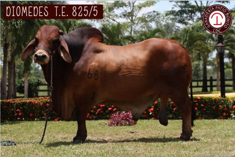 Diomedes 825/5: toro Brahman Rojo que deja un gran legado