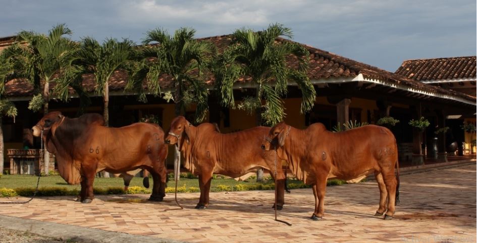 Diomedes brahman rojo