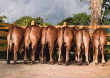 metritis y endometritis