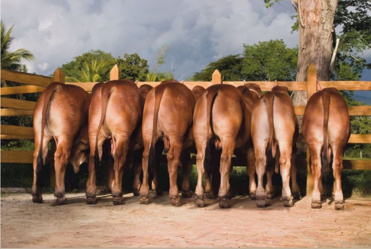 metritis y endometritis