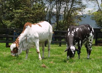 Fertilización In Vitro: cómo se hace