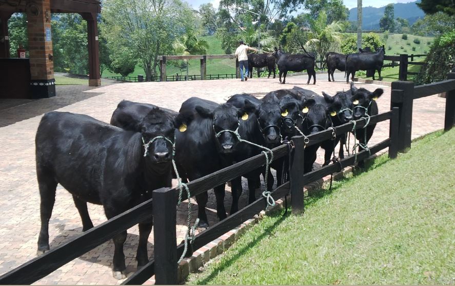 Por qué tanto énfasis en los toros