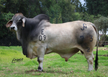 Por qué tanto énfasis en los toros