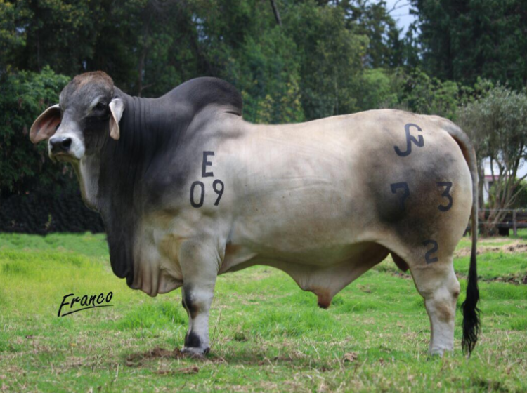 Por qué tanto énfasis en los toros