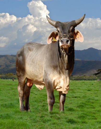 Diferencias Esperadas entre Progenies