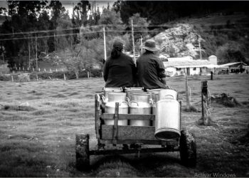 ganaderia filadelfia raza holstein