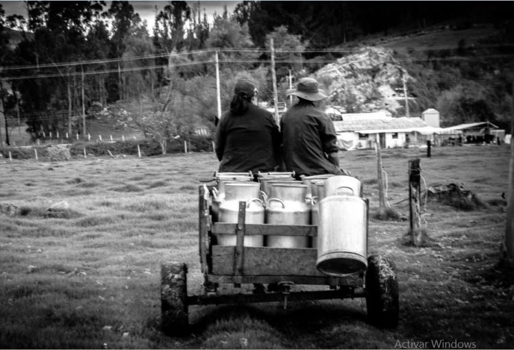 ganaderia filadelfia raza holstein