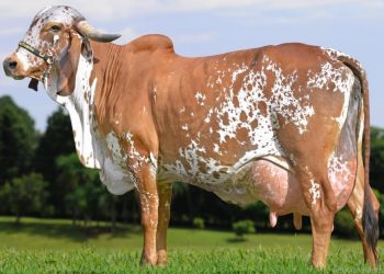 Gyr lechero: modelo sugerido de su sistema mamario