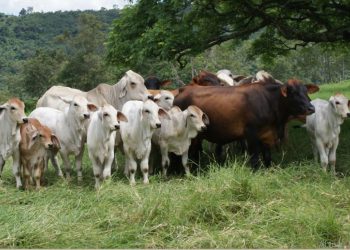 Qué es la Leptospirosis bovina y cómo impacta la reproducción
