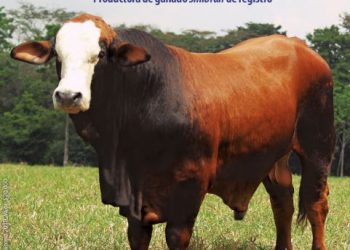 Agropecuaria Saturno: líderes en genética de la raza Simbrah