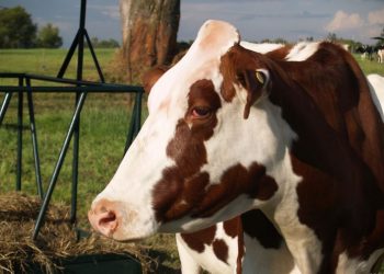 ganaderia tipo leche