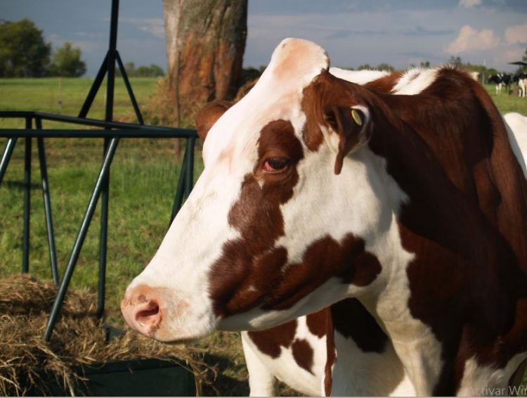 ganaderia tipo leche