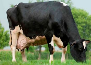 Cuánta leche es capaz de producir una vaca hoy