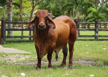 Separación de espermatozoides: cómo se hace