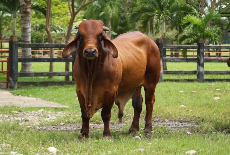 Separación de espermatozoides: cómo se hace