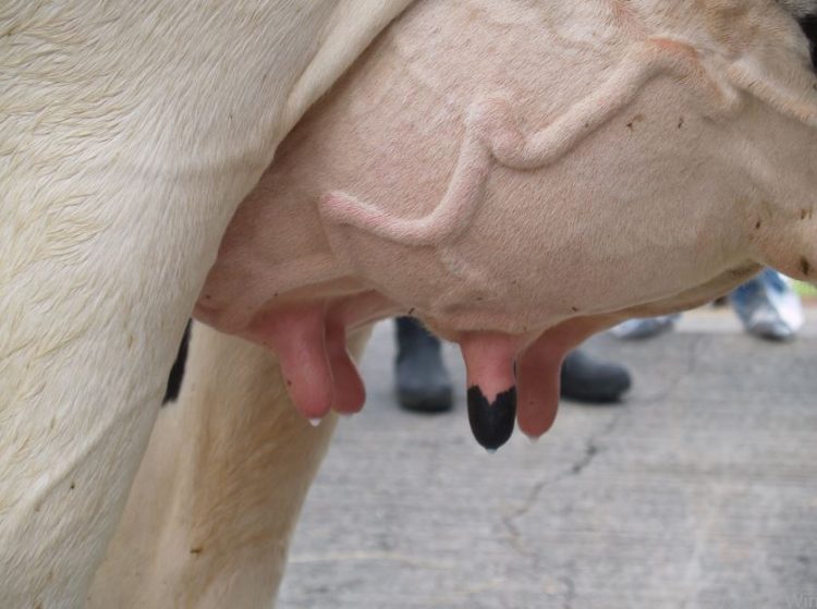 Cómo duplicar la producción de leche con las mismas vacas