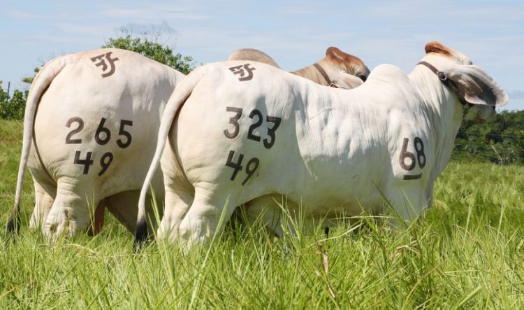 Diferencias Esperadas entre Progenies DEP’s